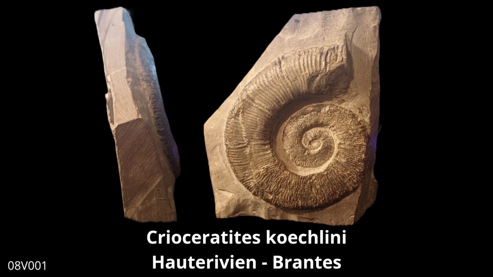 Boite 08 - Crioceras_20250608_222437_0007.jpg