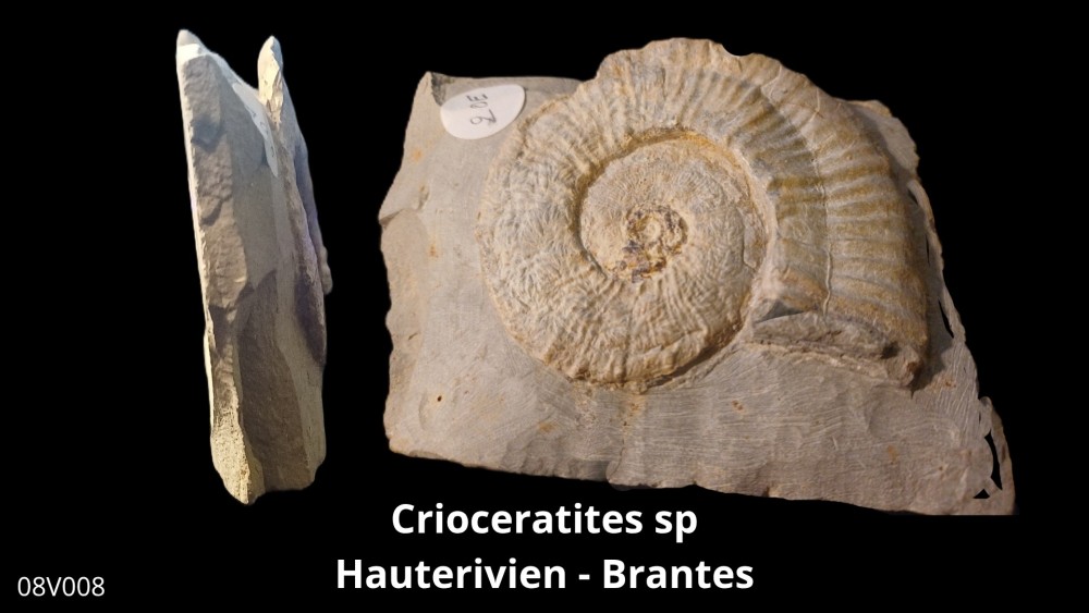 Boite 08 - Crioceras_20250608_222437_0008.jpg
