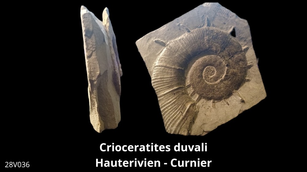 Boite 08 - Crioceras_20250608_222437_0009.jpg