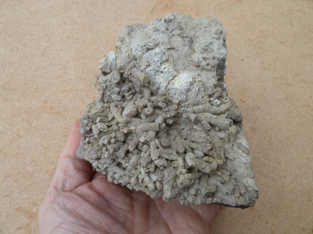 Carrière Chateaupanne 30-09-2018  (1).JPG