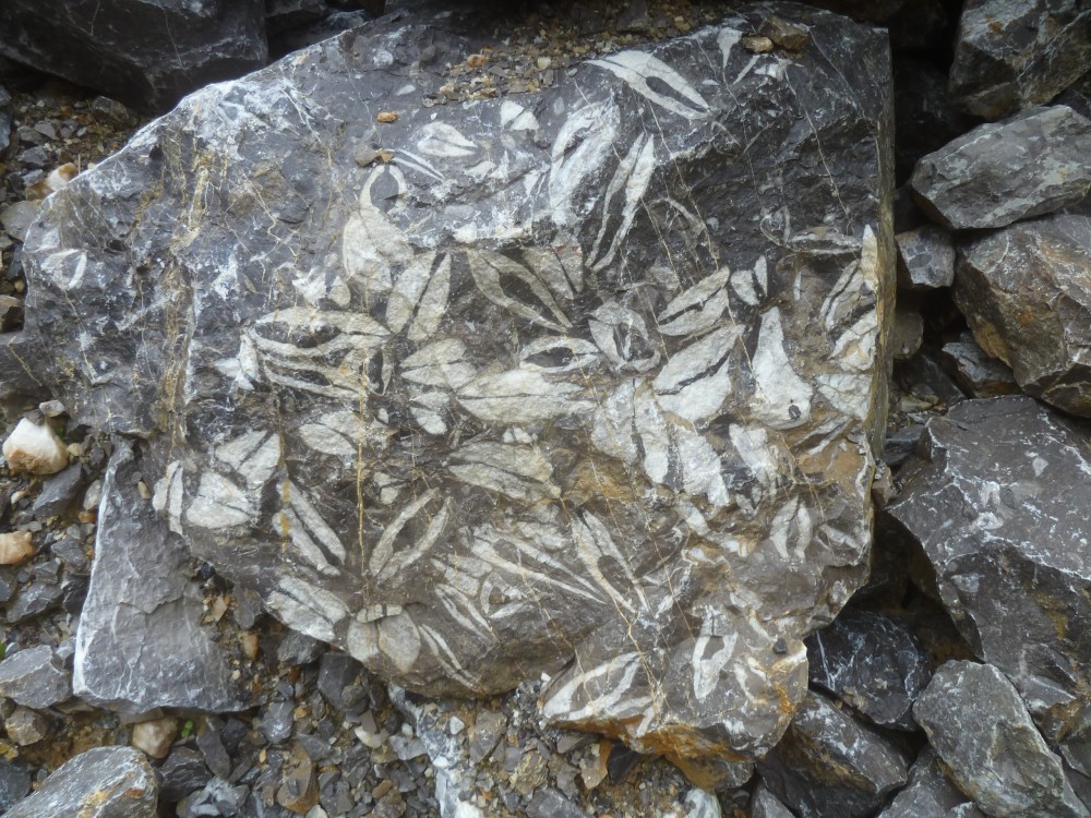 Carrière de Chateaupanne 12-12-2021 (13).JPG