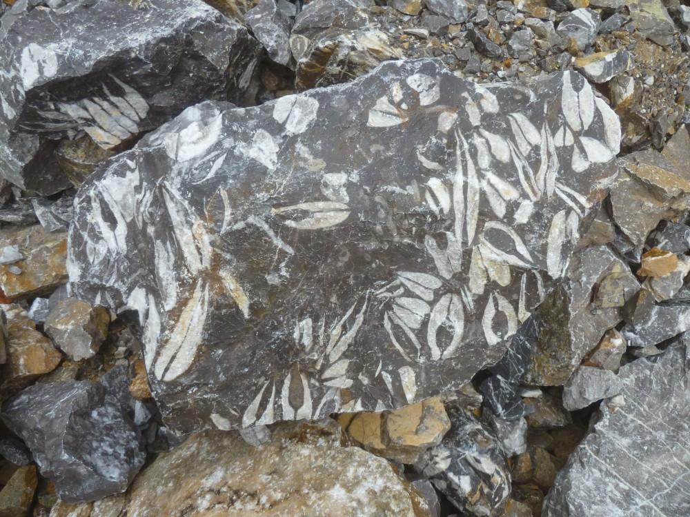 Carrière de Chateaupanne 12-12-2021 (23).JPG