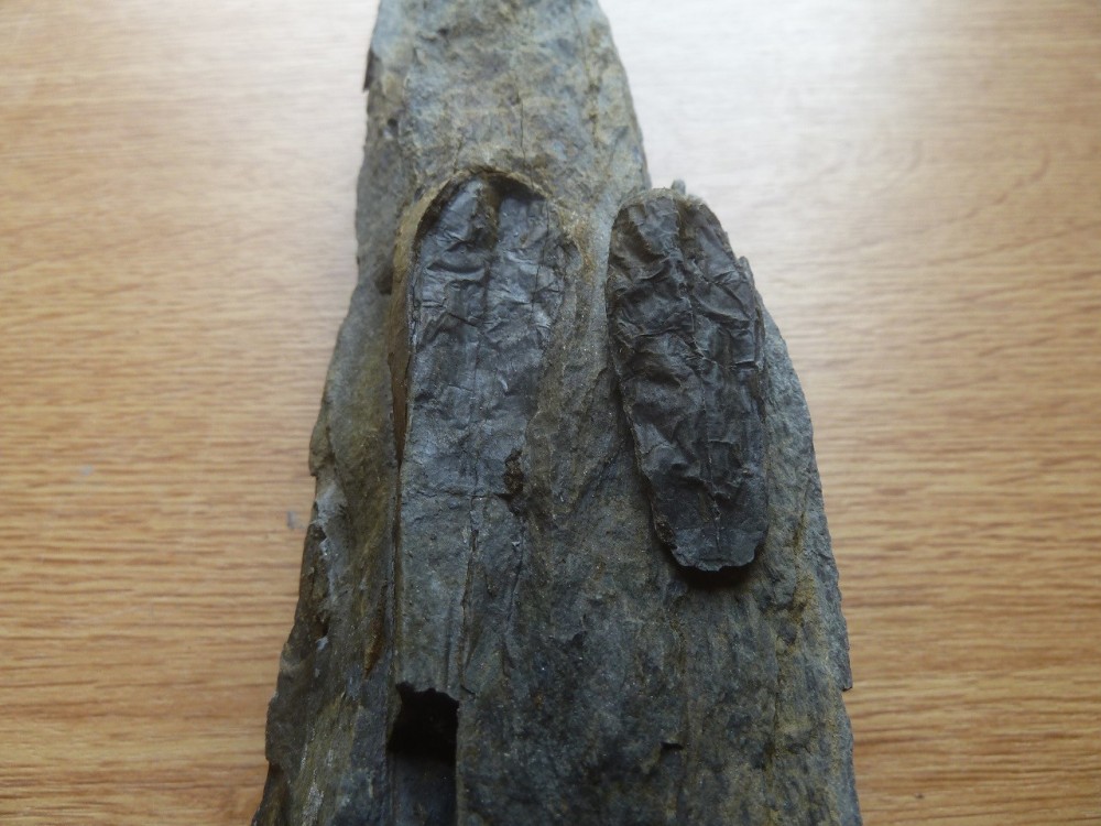 Curiosité 4 22-08-2021 (1) .JPG