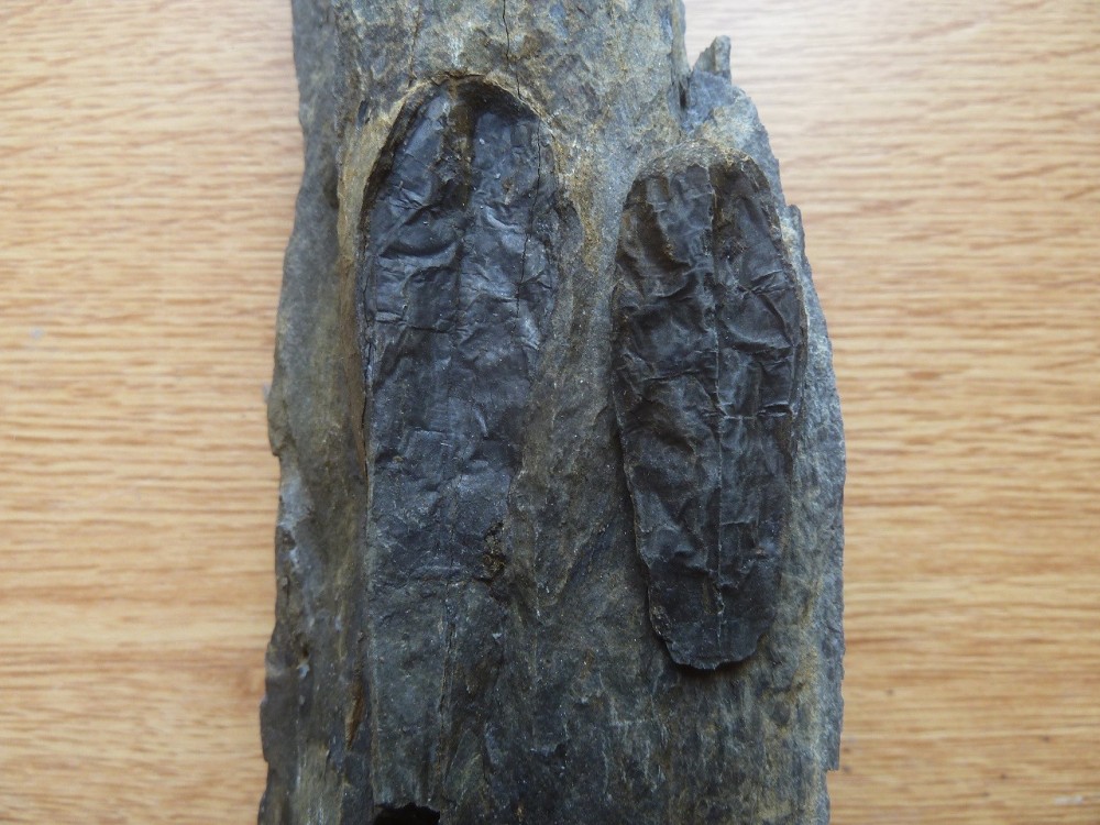 Curiosité 4 22-08-2021 (2) .JPG