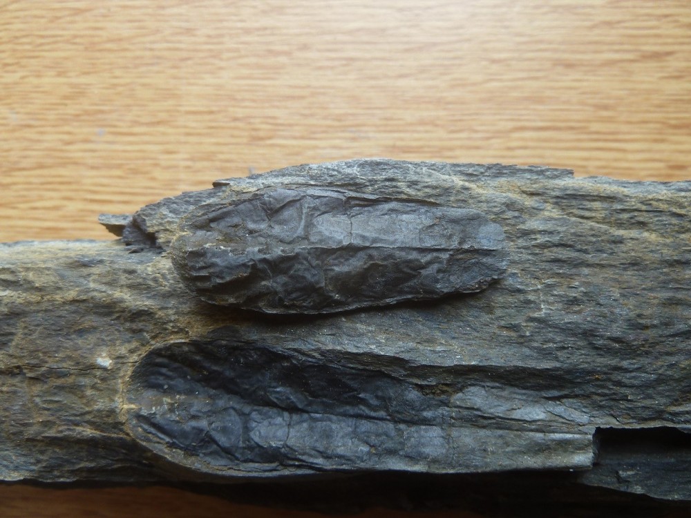 Curiosité 4 22-08-2021 (3) .JPG