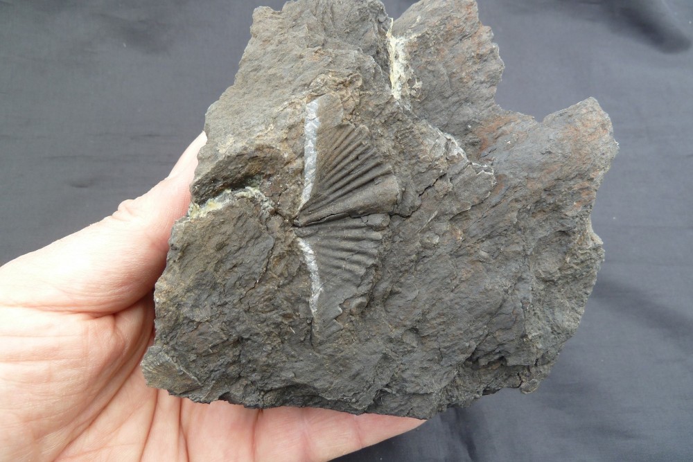 Erbray Brachiopode 06-02-2014  (2).JPG