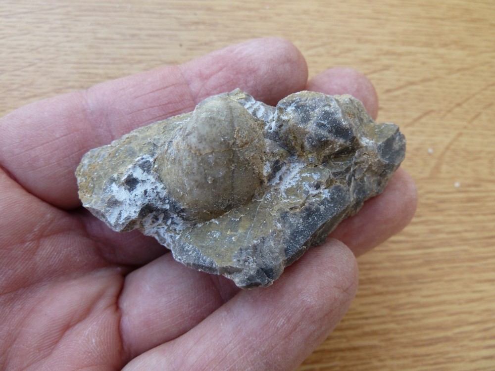 Fossile Chateaupanne 23-06-2019 (8).JPG