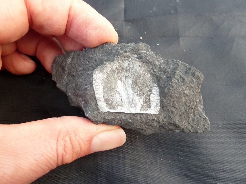 Fossile Erbray 24-07-2011 (13).JPG