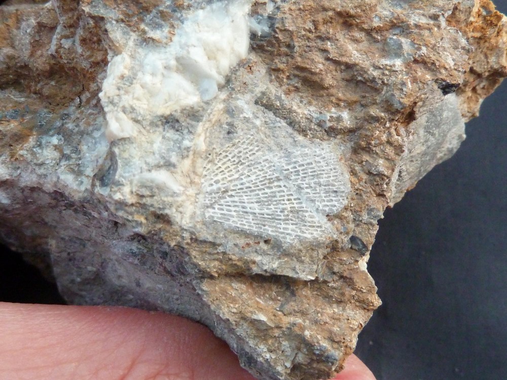 Fossile Erbray 24-07-2011 (5).JPG