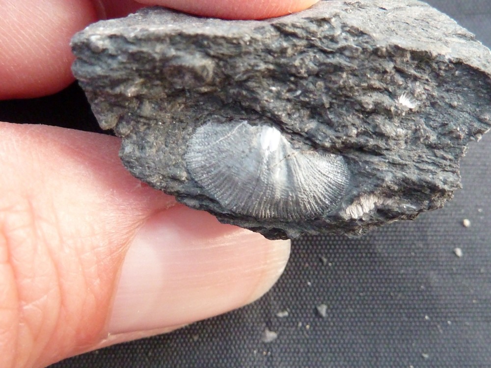 Fossile Erbray 24-07-2011.JPG