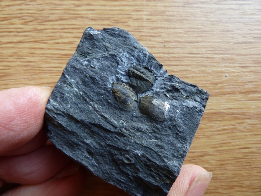 Fossile Veryach' (1).JPG