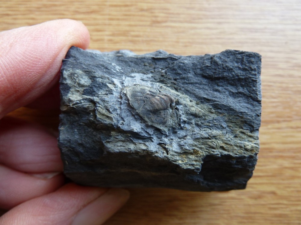 Fossile Veryach' (2).JPG