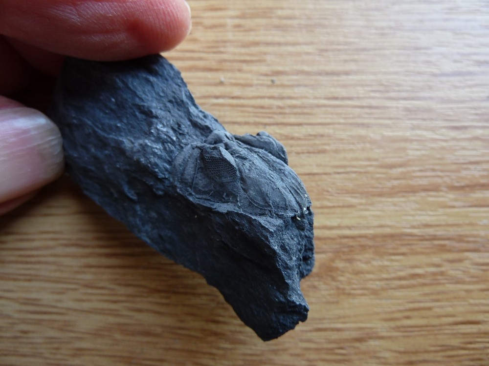 Fossile Veryach' (3).JPG