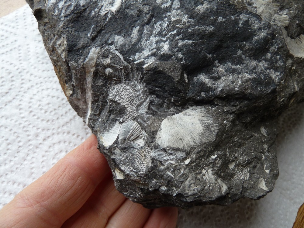 Fossiles Erbray  (25).JPG