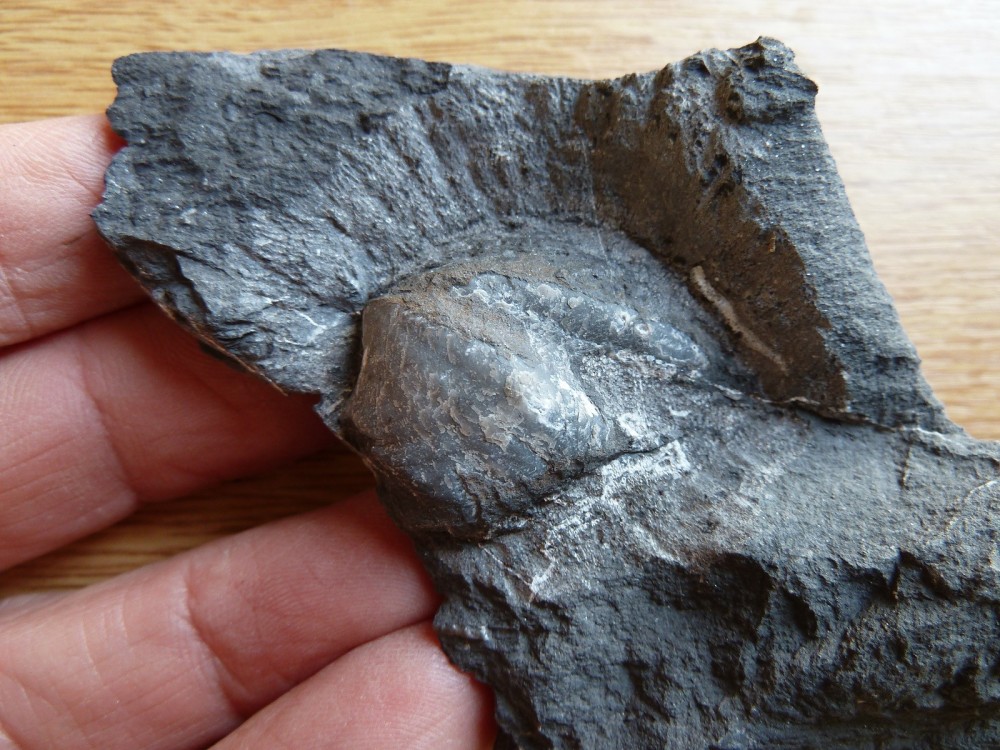 Fossiles Erbray 01-03-2020 (9).JPG