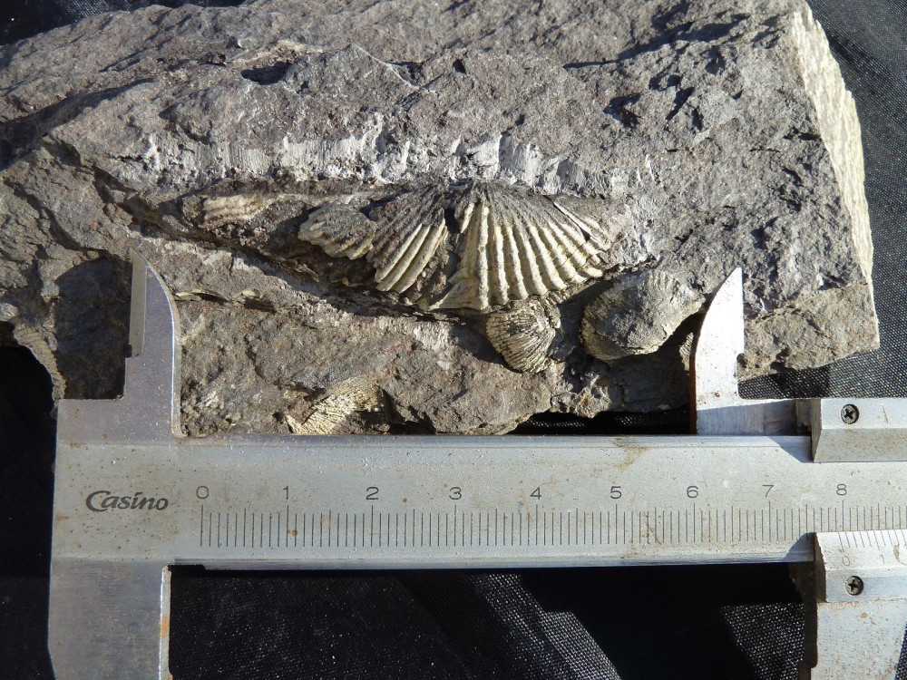 Fossiles Erbray 2016 (6).JPG