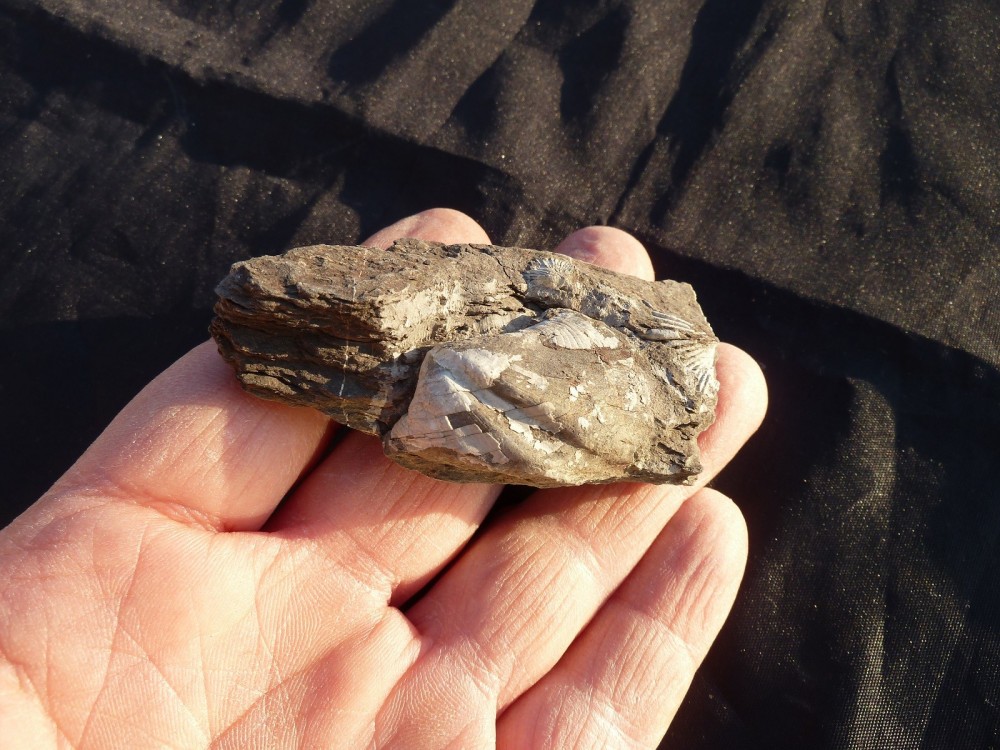 Fossiles Erbray 2016 (9).JPG