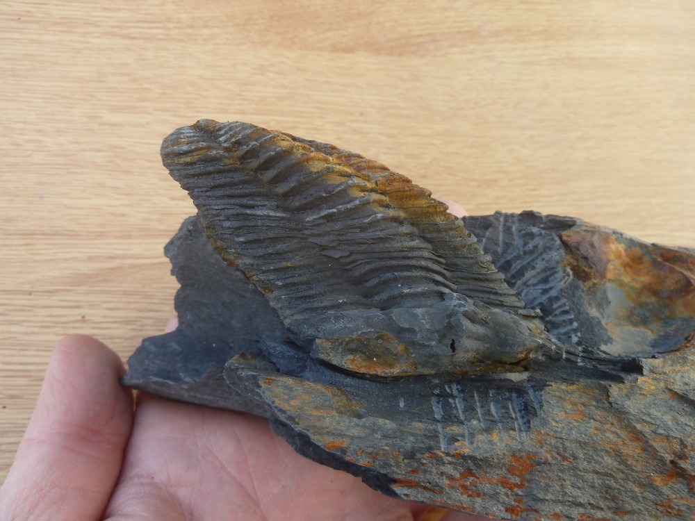 Fossiles La Primaudais 07-2020 (17).JPG