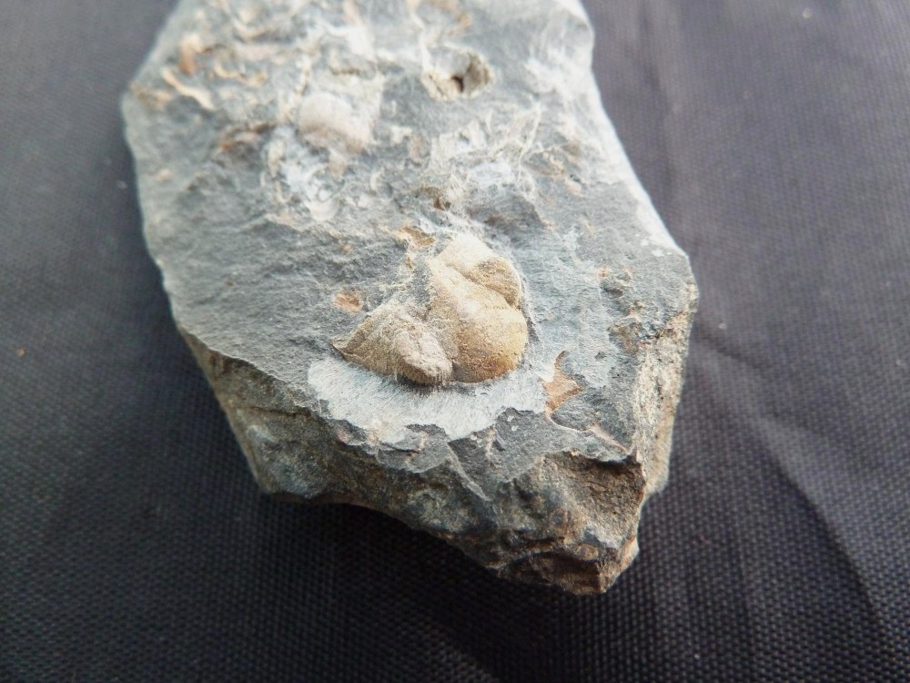 La Meignanne 25-03-2011 (3).JPG