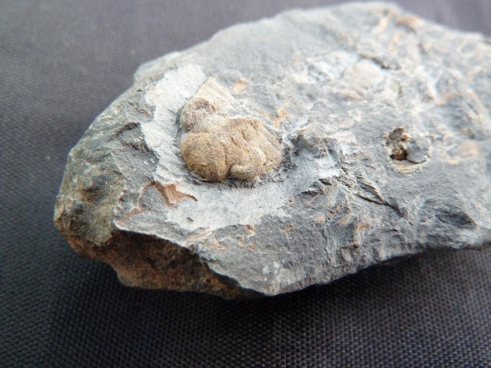 La Meignanne 25-03-2011.JPG