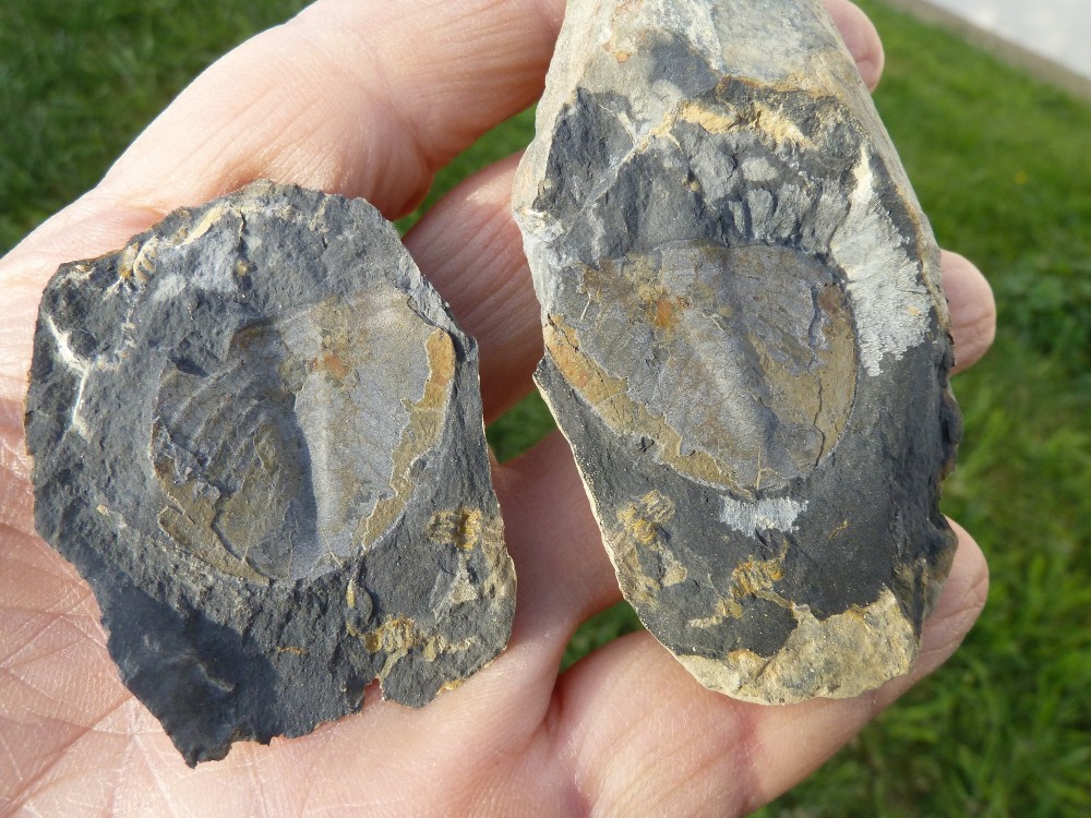 Nobiliasaphus 2014 (4).JPG