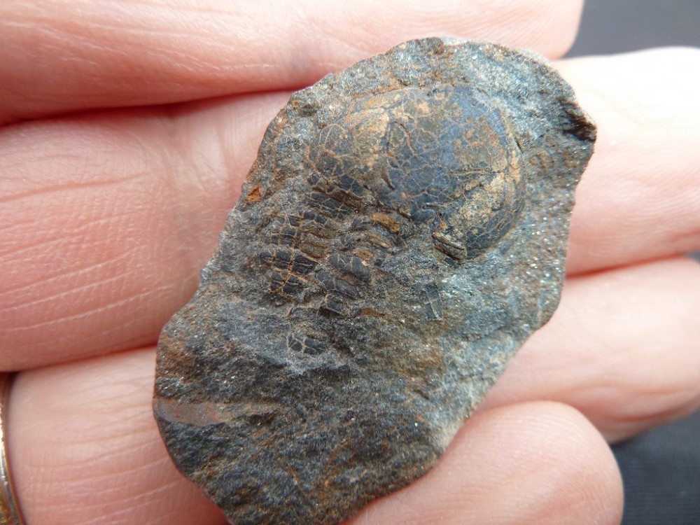 Ormathops Les Touches  (3).JPG