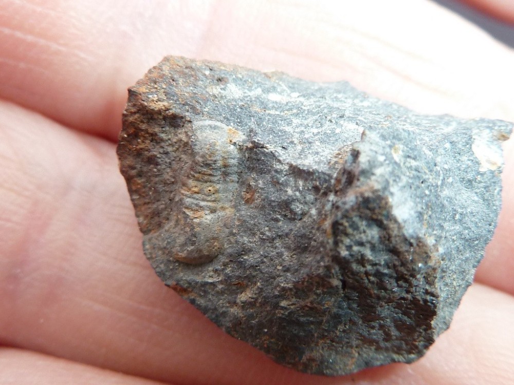 Pricyclopyge Les Touches  (1).JPG