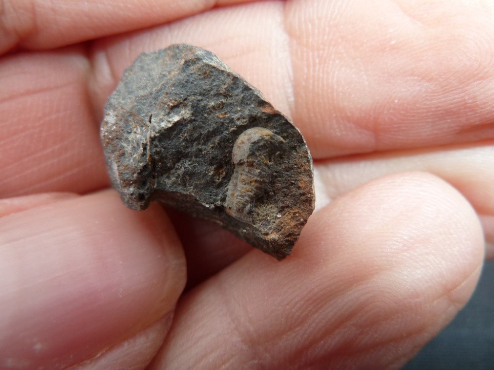 Pricyclopyge Les Touches  (2).JPG