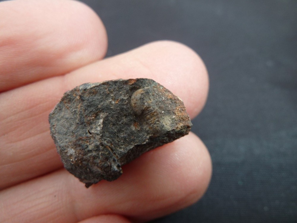 Pricyclopyge Les Touches  (3).JPG