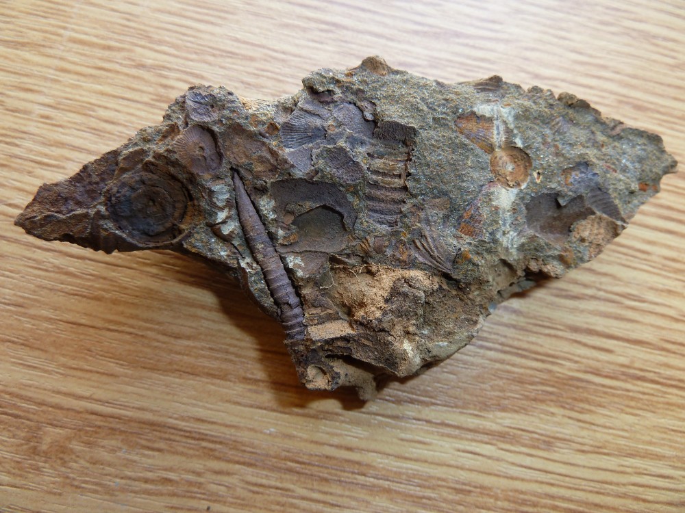 Tentaculites  (3).JPG