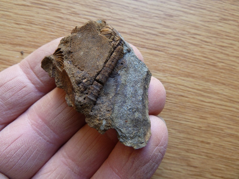 Tentaculites  (9).JPG