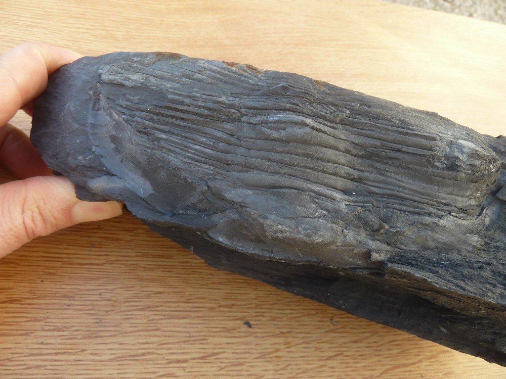 Trilo 07-2020 (59).JPG