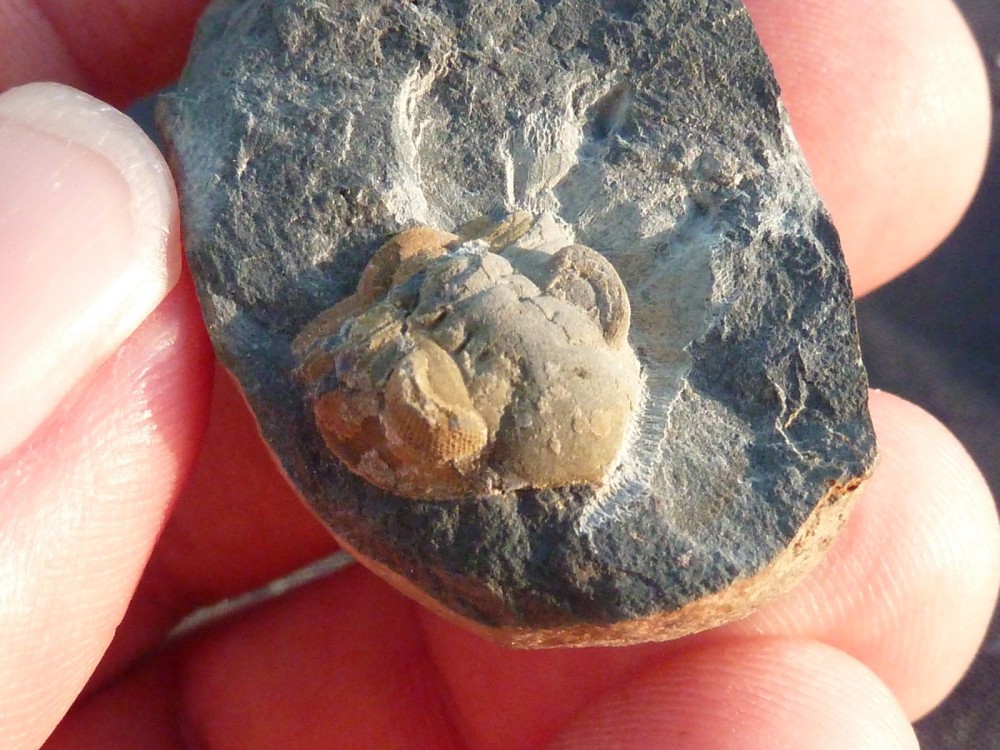 Trilo 31-08-2014 (19).JPG