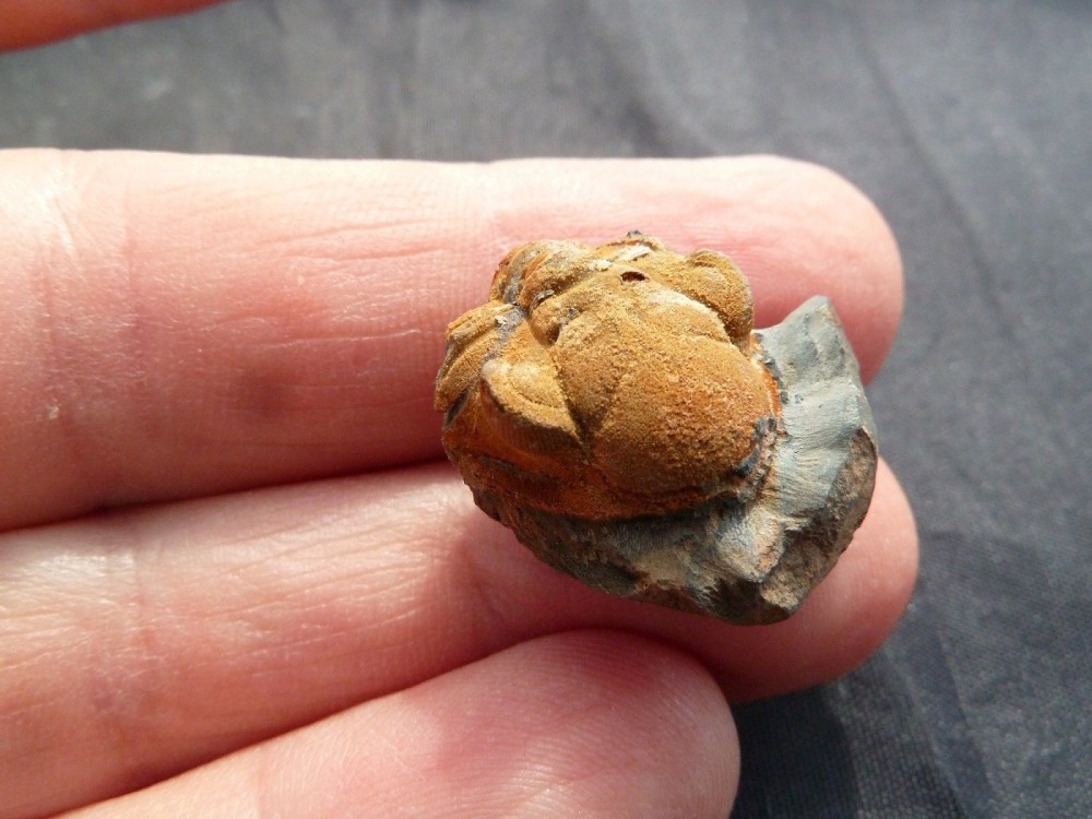 Trilo 31-08-2015 Suite  (16).JPG