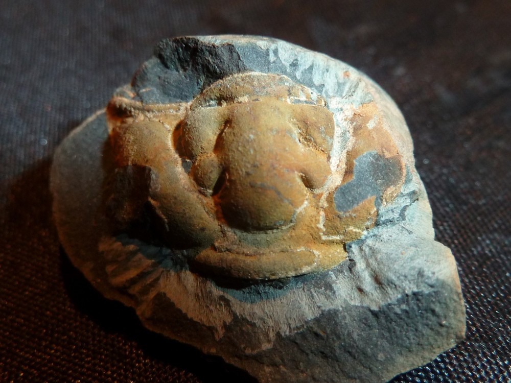 Trilobite 2018 (13).JPG