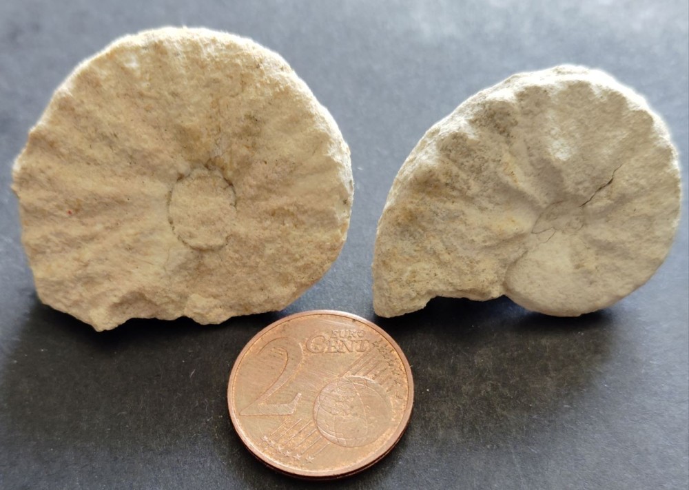 conia Sup St Amand.jpg