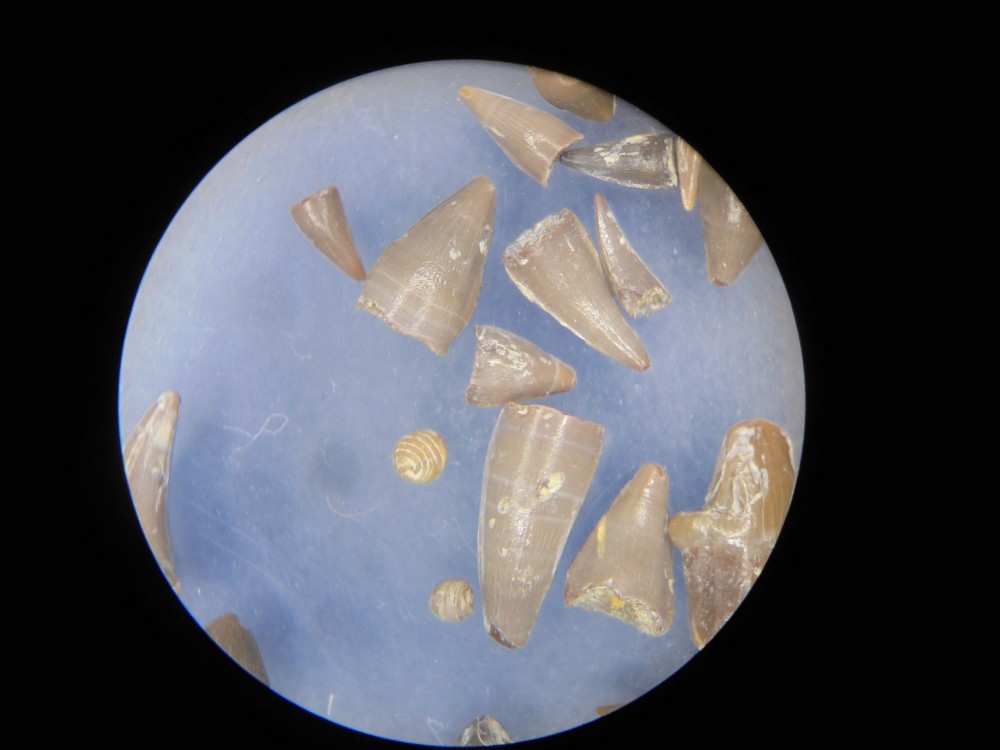 micro_robiac_mp16 (10).JPG