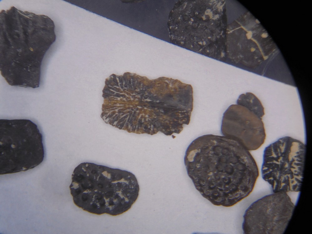 micro_robiac_mp16 (13).JPG