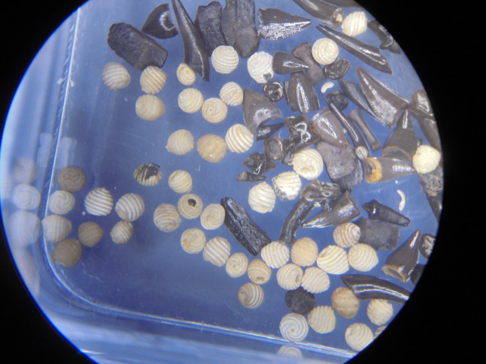 micro_robiac_mp16 (18).JPG