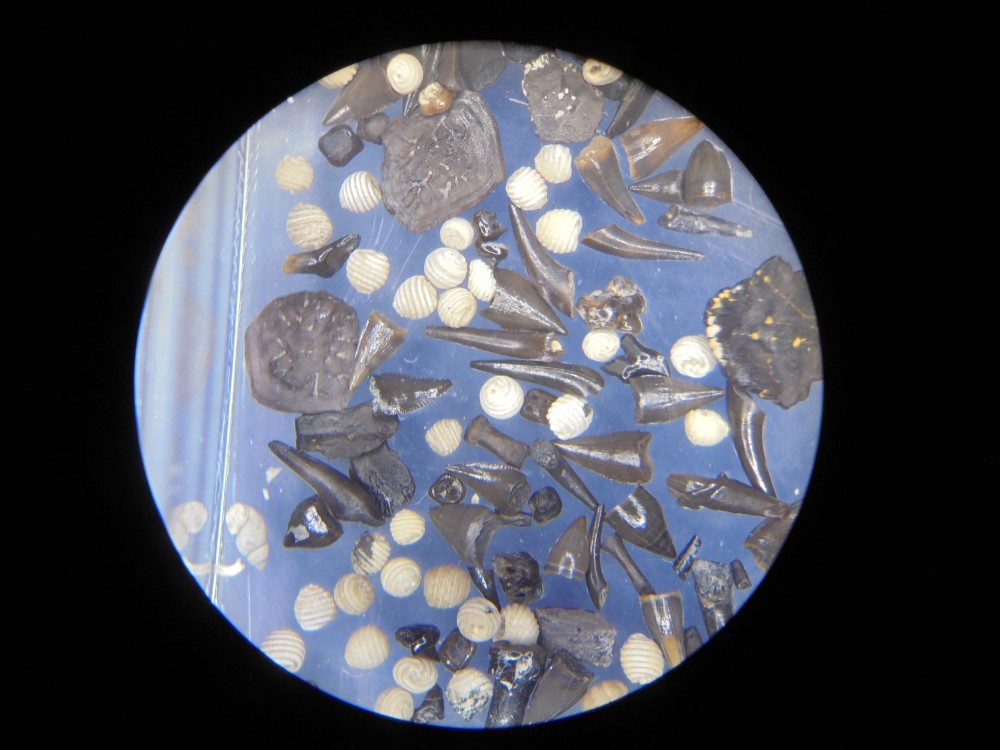 micro_robiac_mp16 (19).JPG