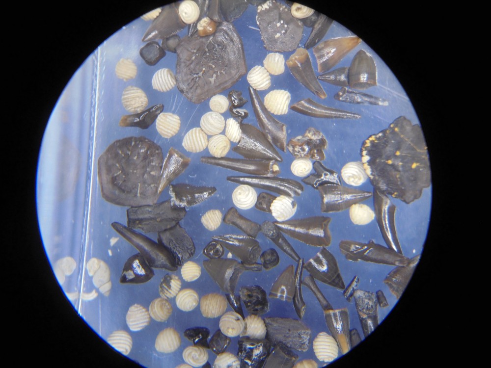 micro_robiac_mp16 (20).JPG