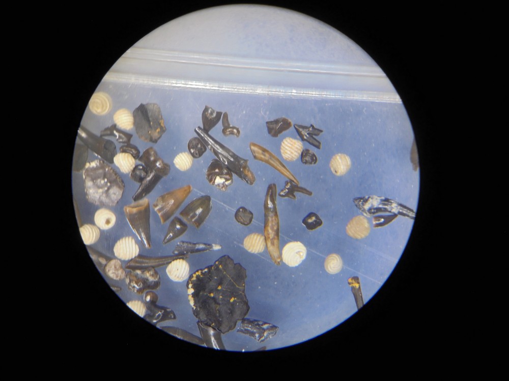 micro_robiac_mp16 (21).JPG