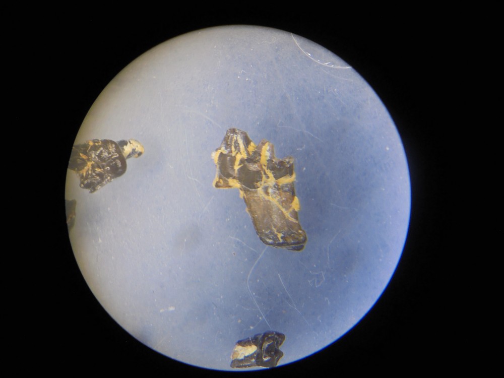 micro_robiac_mp16 (26).JPG