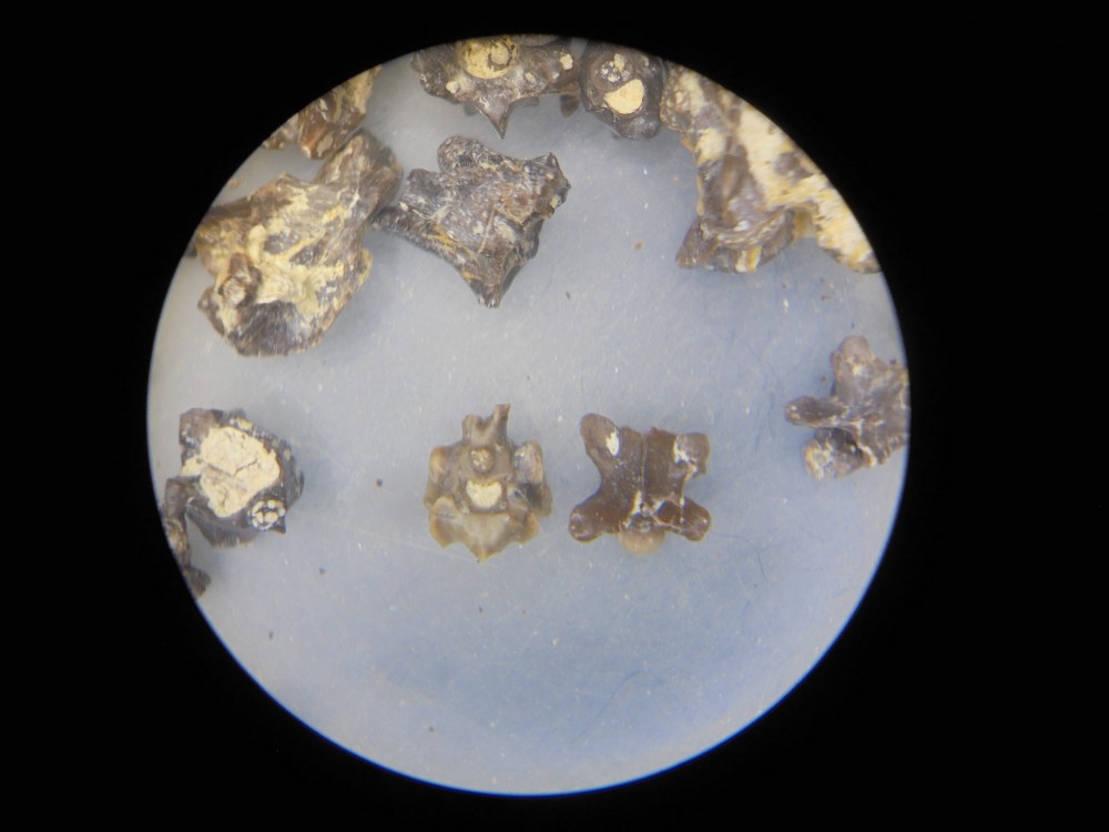 micro_robiac_mp16 (27).JPG