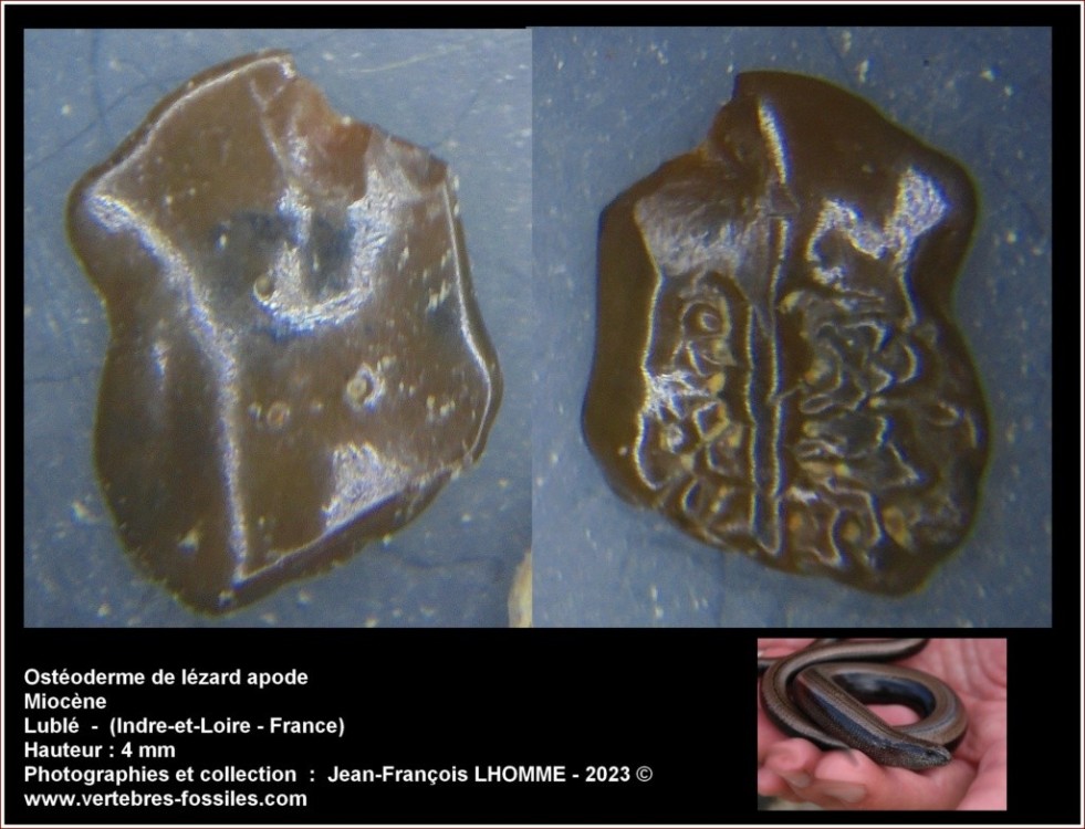 osteoderme_lezard.jpg