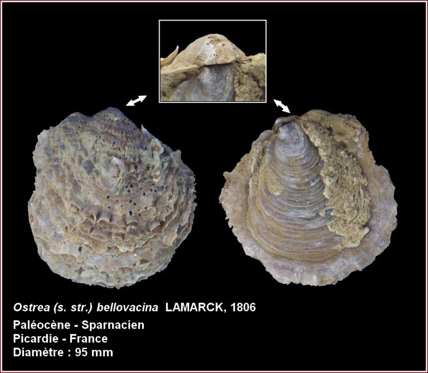 ostrea_bellovacina.jpg
