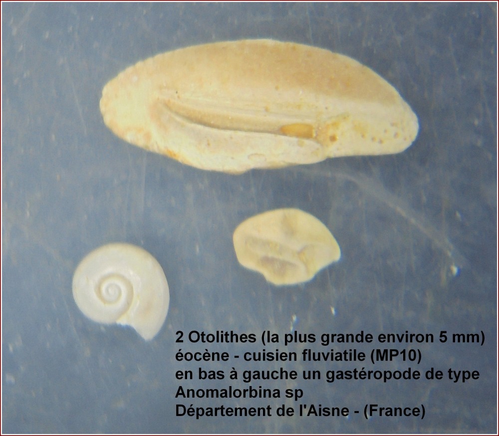 otolithes_aisne_france.jpg