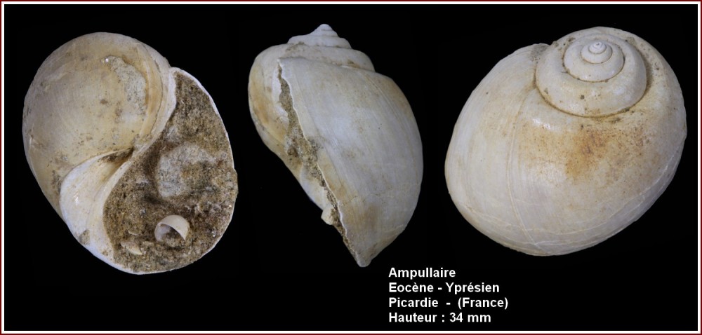 pl_ampullaire_picardie2.jpg