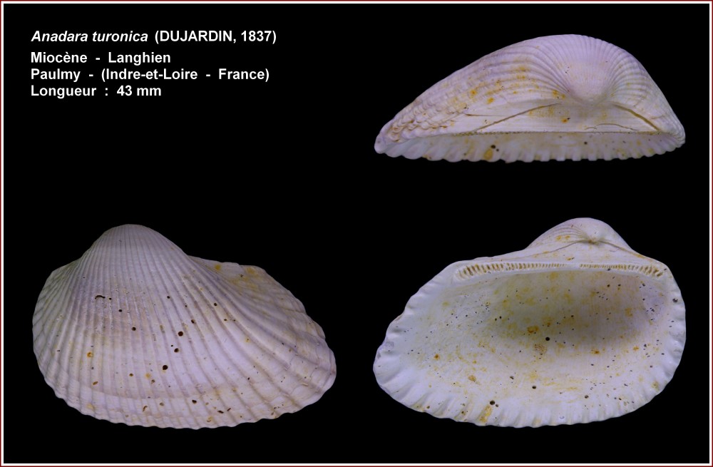 pl_anadara_turonica_paulmy.jpg