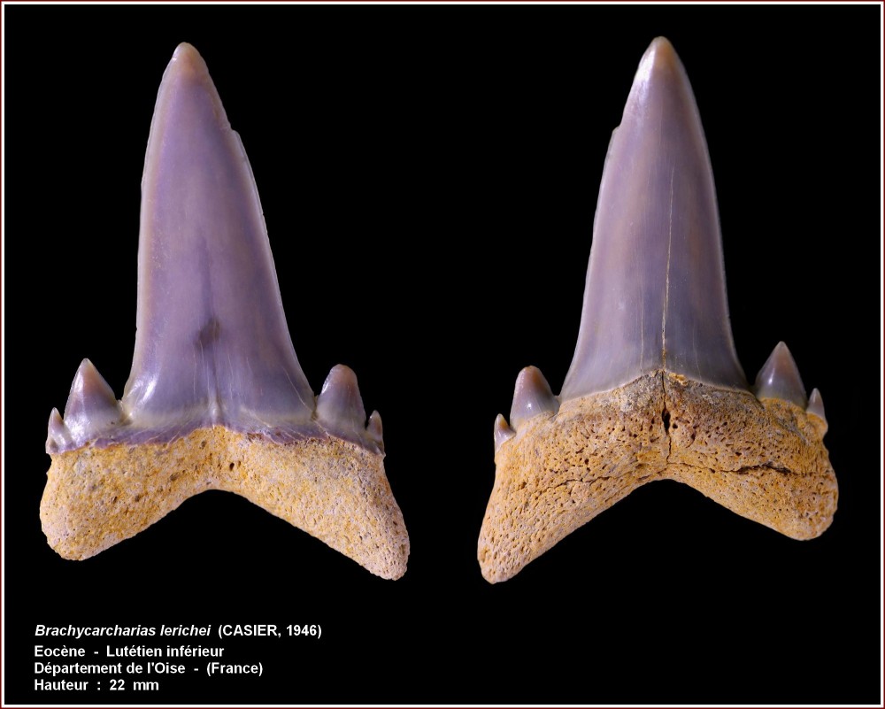 pl_brachycarcharias_oise2.jpg